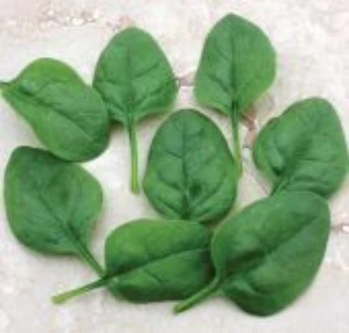 Edna Spinach SN12-50